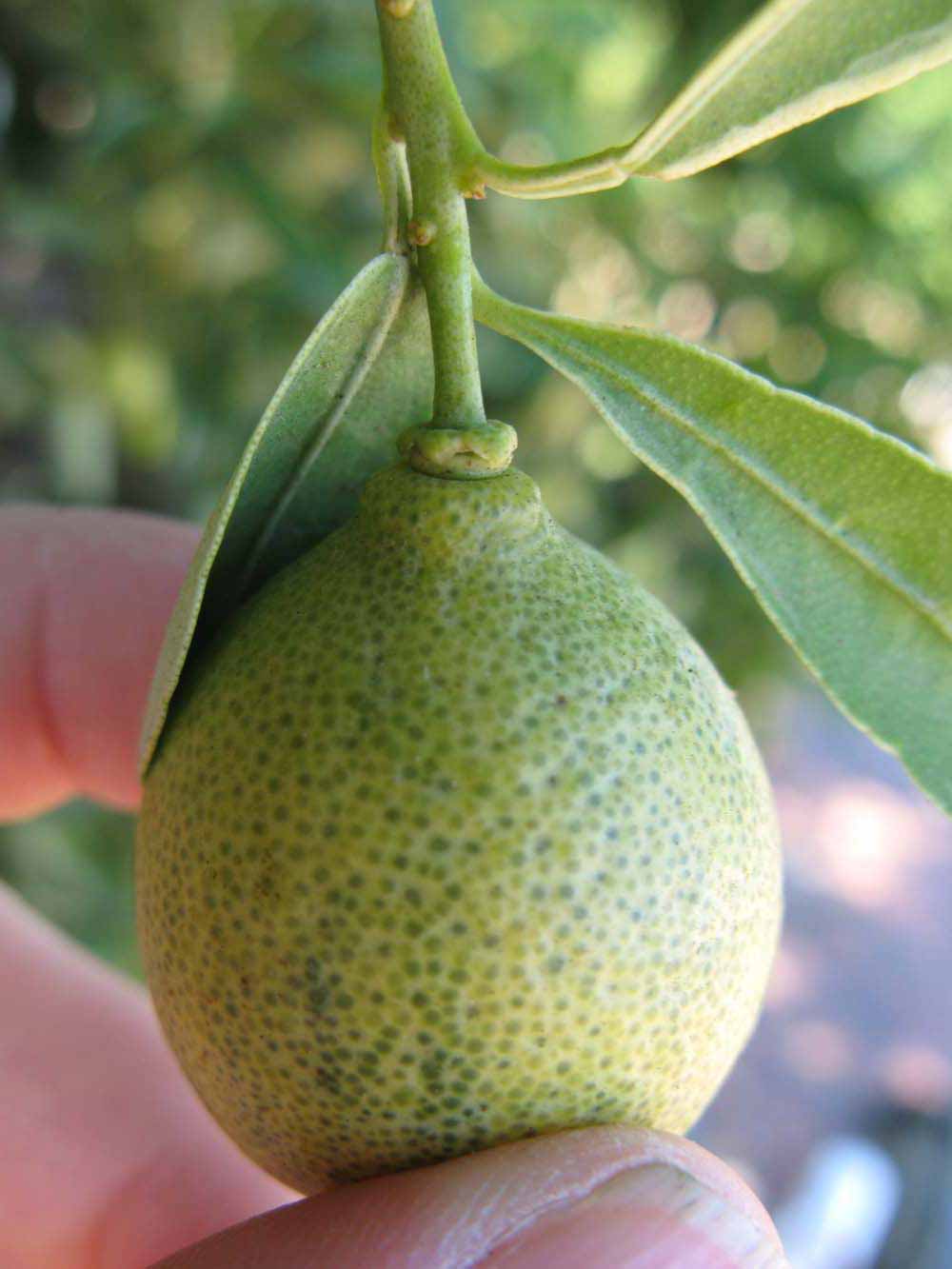              Fruit (Winter Haven, FL)       